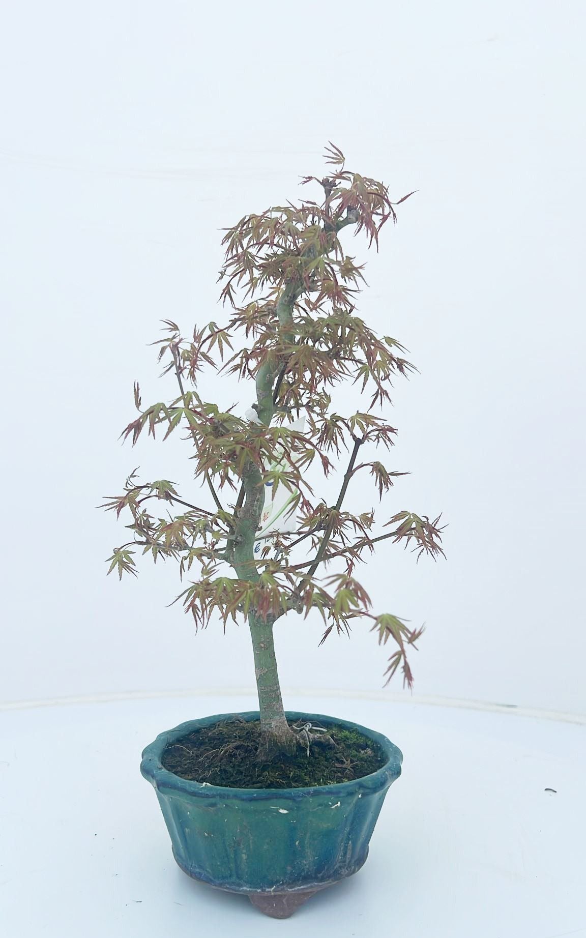Acer palmatum 35cm 12cm Pot