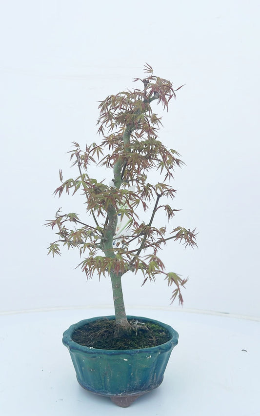 Acer palmatum 35cm 12cm Pot