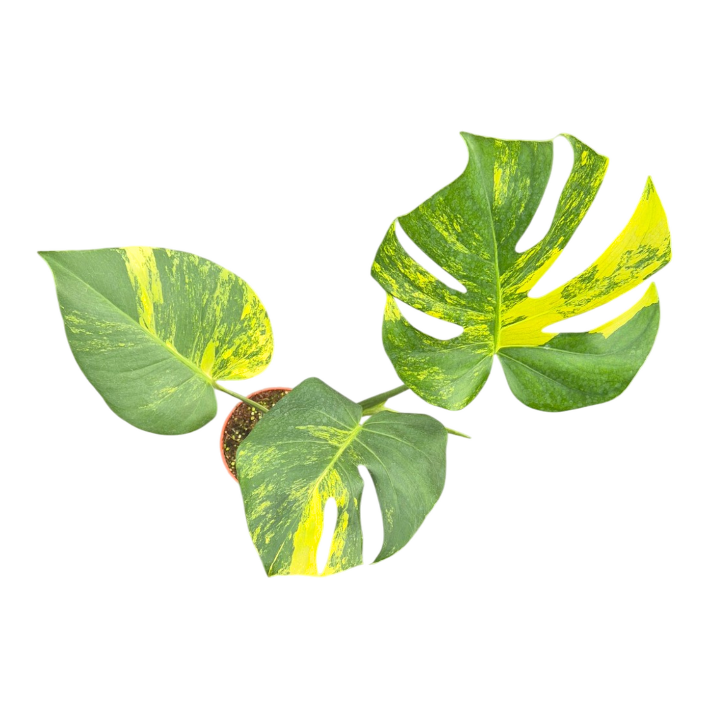 Monstera Variegated 25cm 15cm Pot