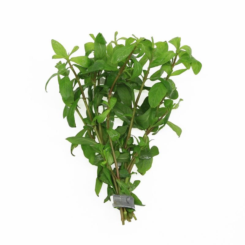 Hygrophila polysperma 5cm 2cm Pot