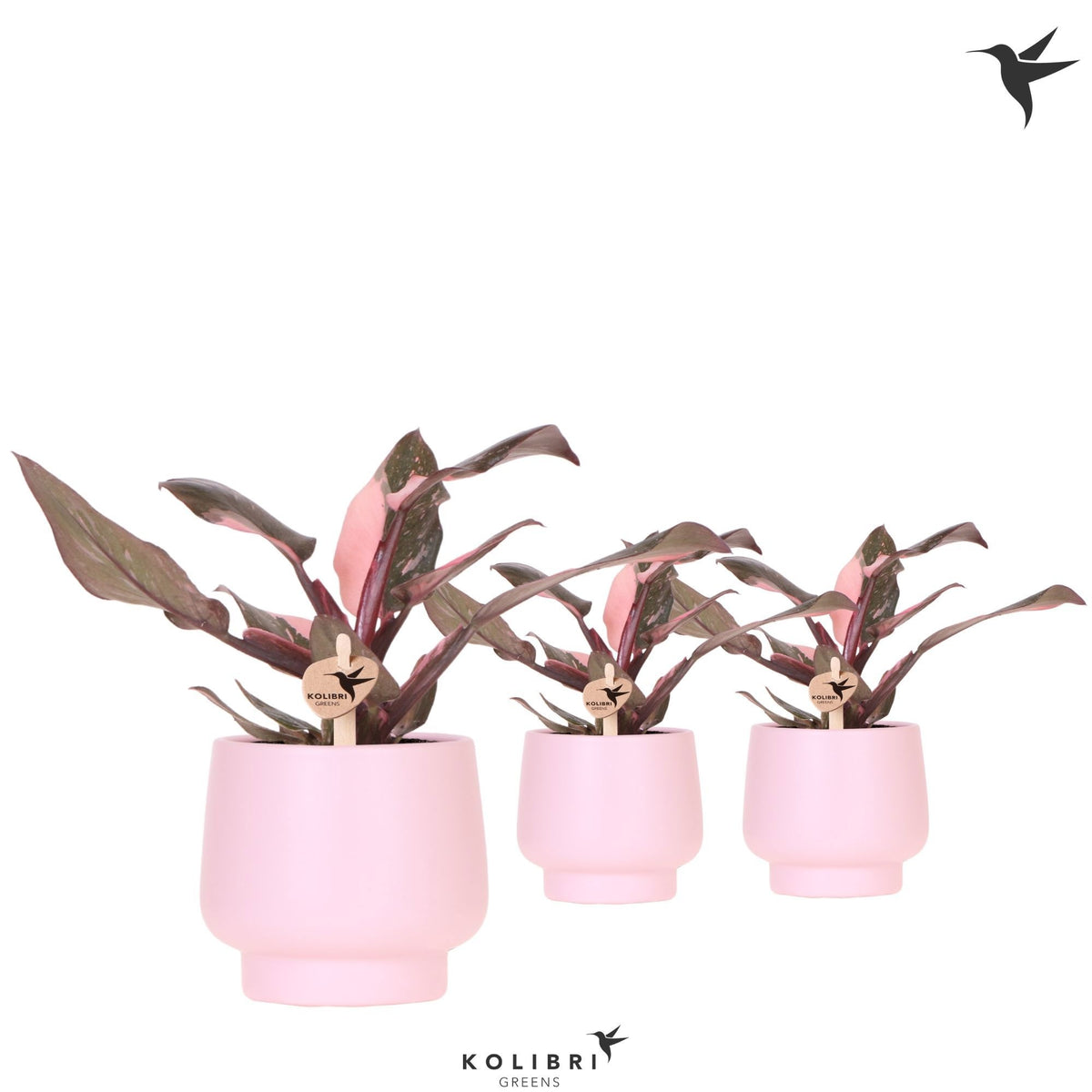 Philodendron scandens 20cm 9cm Pot