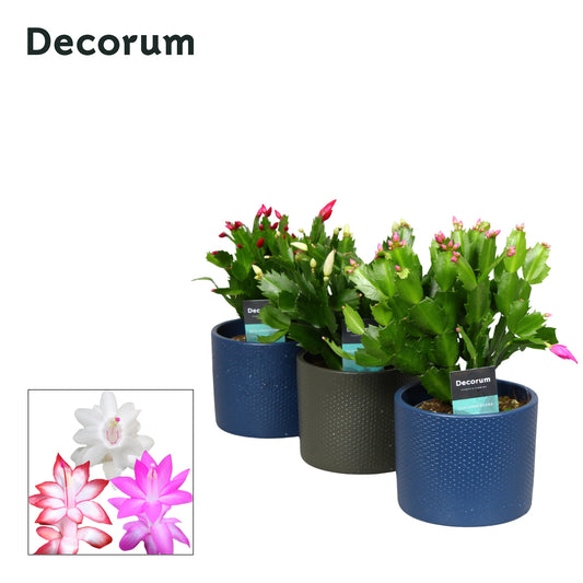 Schlumbergera mix 27cm 13cm Pot