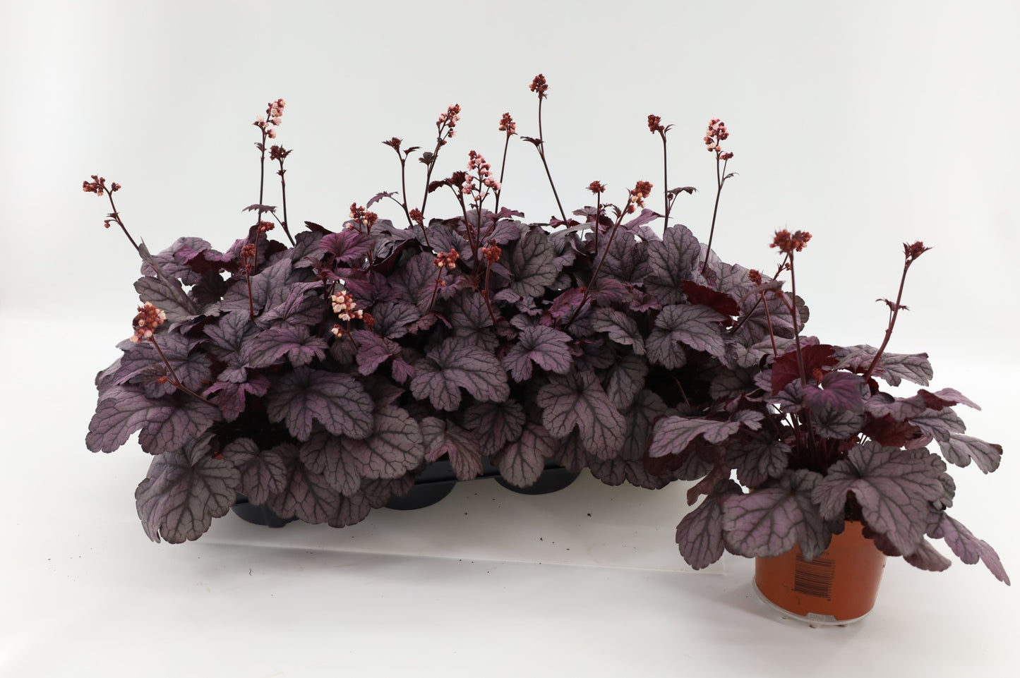 Heuchera Sugar Plum 17cm 13cm Pot