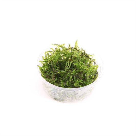 Aquarium plant mix 5cm 2cm Pot
