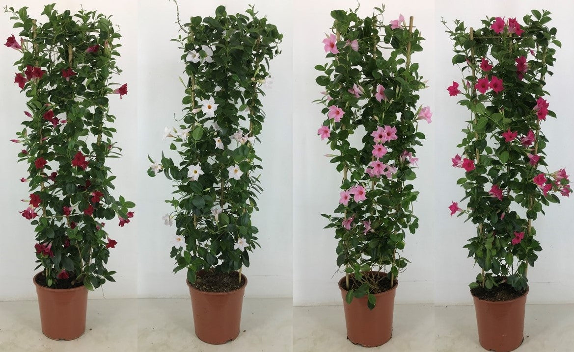 Mandevilla Rio mix 150cm 27cm Pot