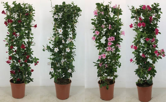 Mandevilla Rio mix 150cm 27cm Pot