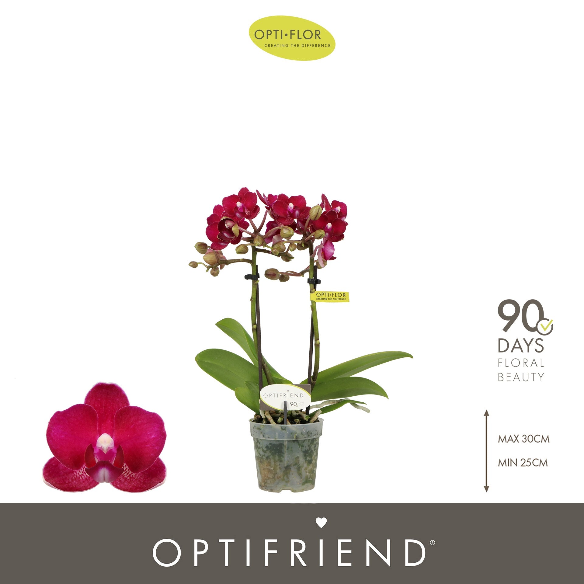 Opti-Flor Phalaenopsis Lola Pack of 8