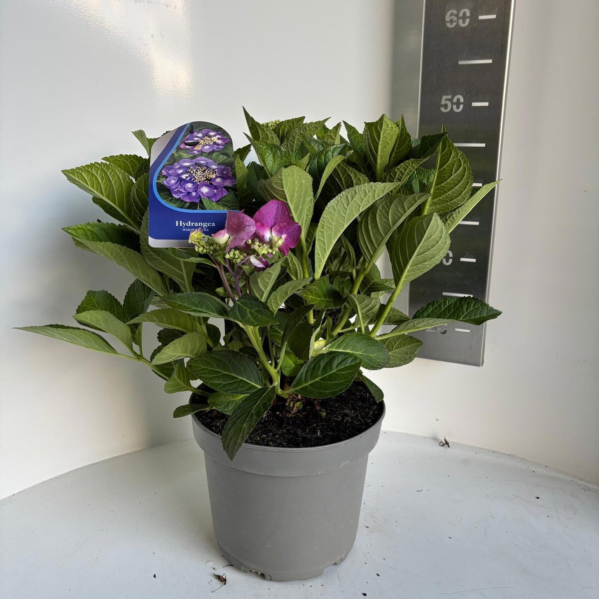Hydrangea macrophylla mix 45cm 23cm Pot