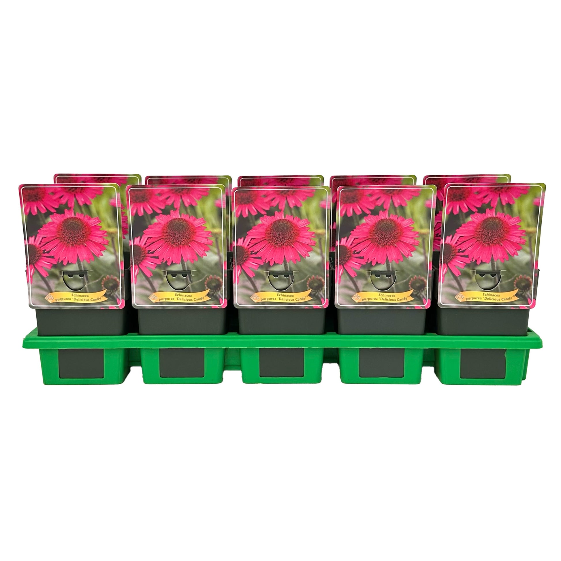 Echinacea Delicious Candy 25cm 11cm Pot