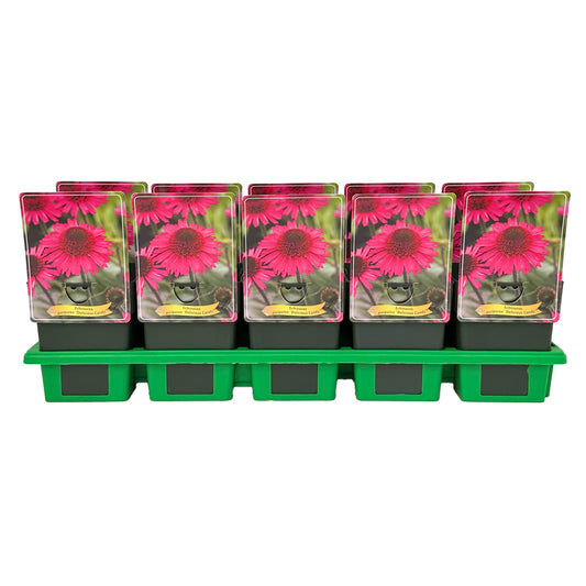 Echinacea Delicious Candy 25cm 11cm Pot