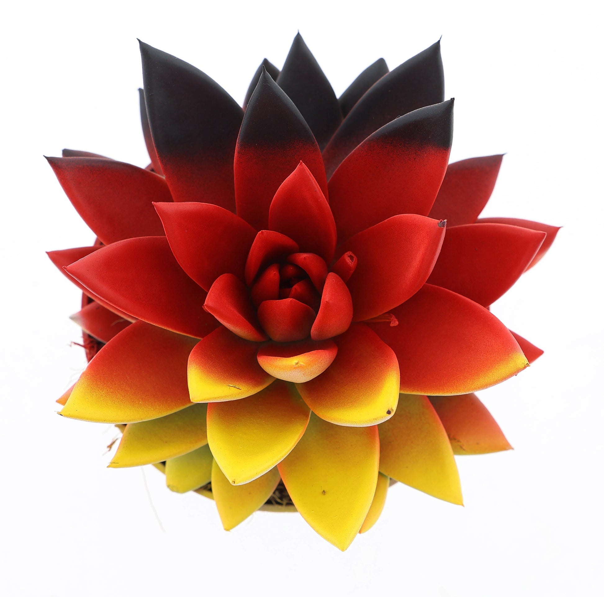 Rainbow Germany 12cm 510cm Pot