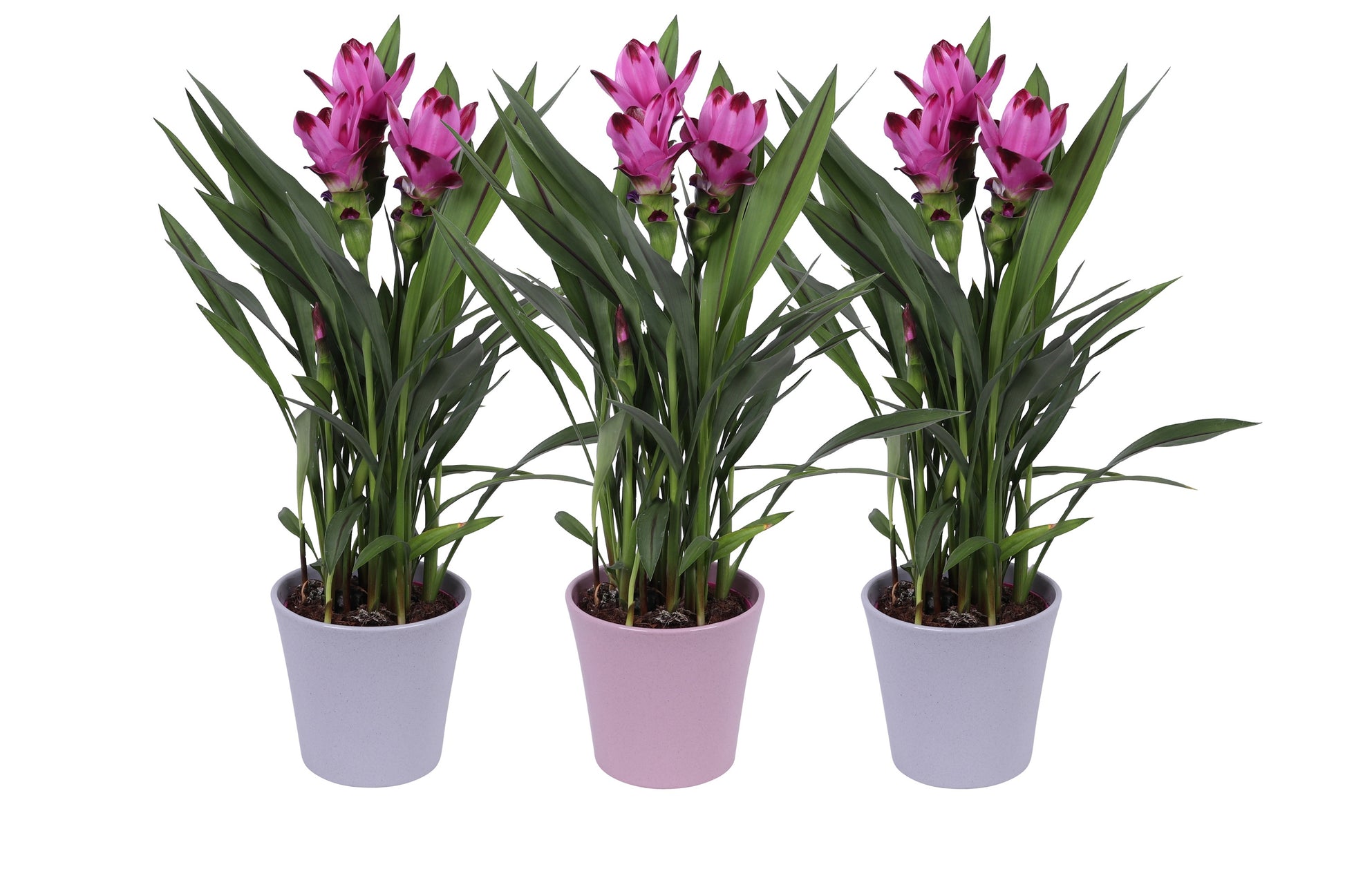 KP Holland Centraal Curcuma Siam Splash Pack of 4