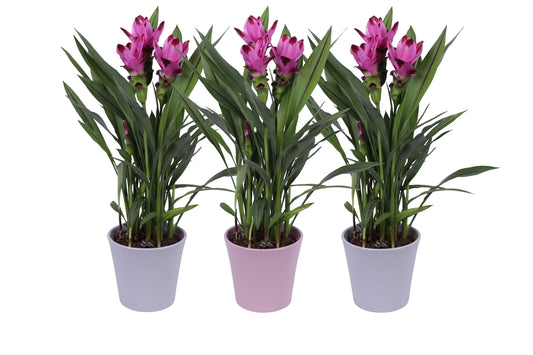 Curcuma Siam Splash 60cm 14cm Pot