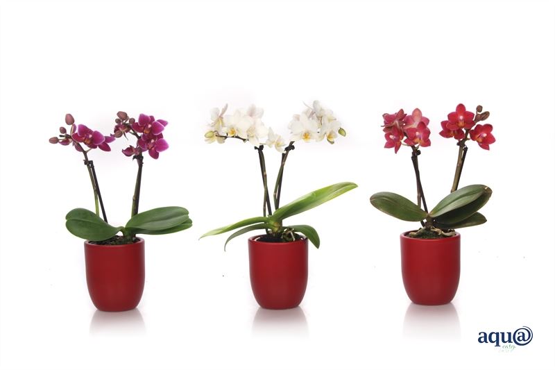 Phalaenopsis hybrid 17cm 6cm Pot
