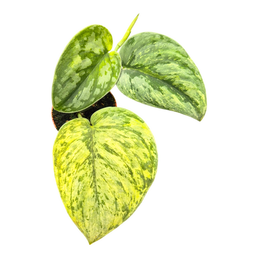 Scindapsus 15cm 7cm Pot