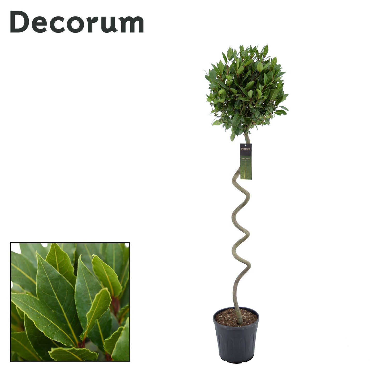 Laurus nobilis 150cm 25cm Pot