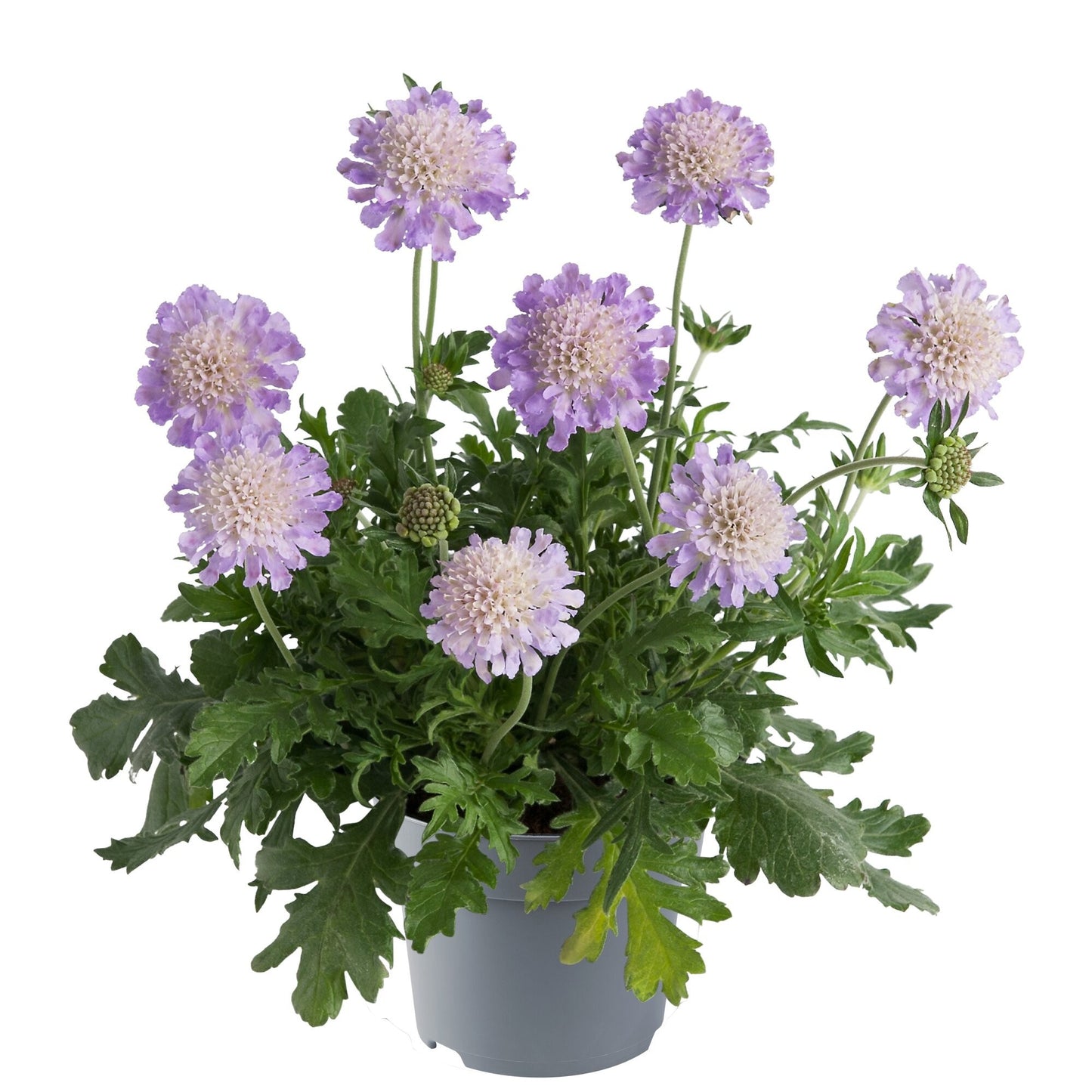 Scabiosa Butterfly Blue 50cm 15cm Pot
