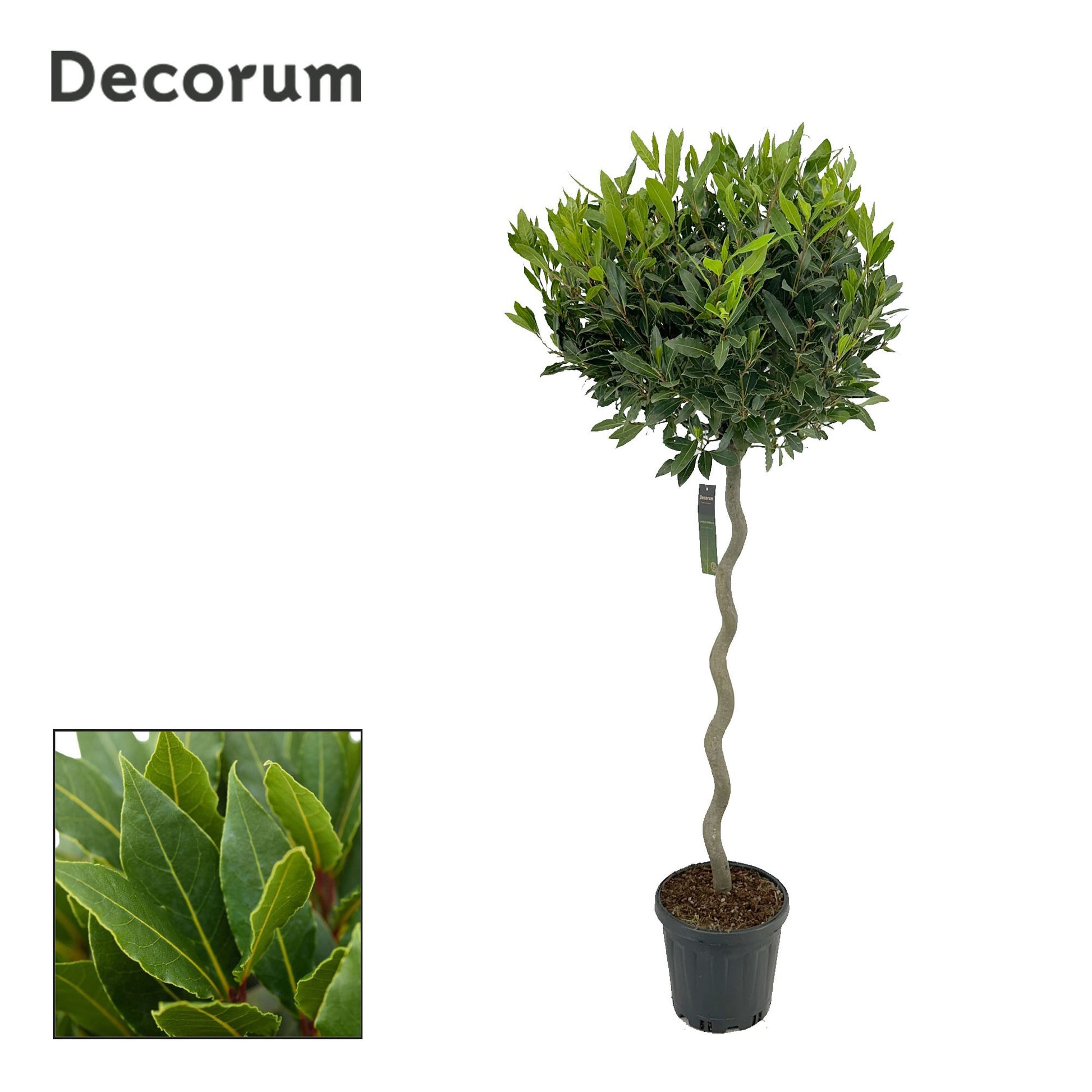Laurus nobilis 150cm 25cm Pot
