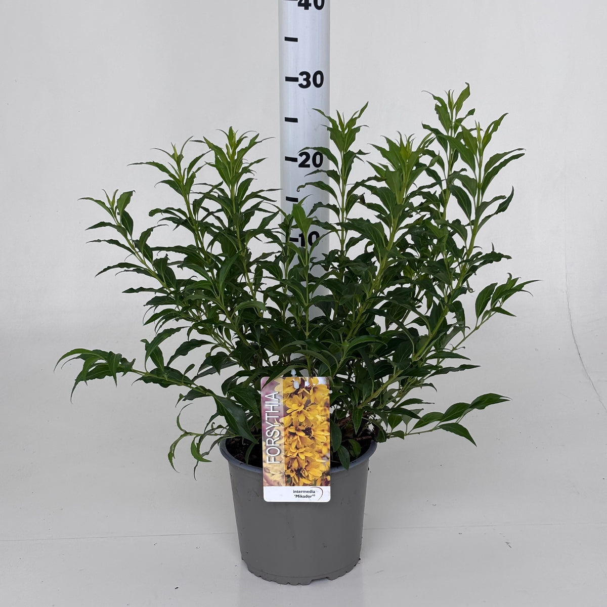 Forsythia intermedia 35cm 19cm Pot
