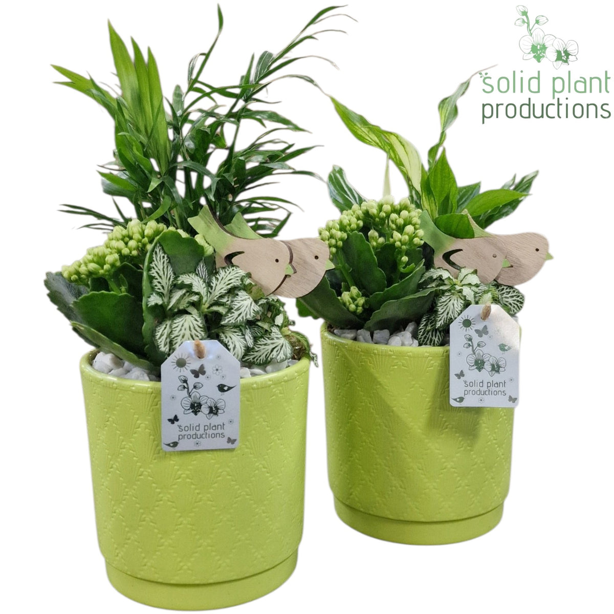 SC001 Amy Light Green Mix 35cm 14cm Pot
