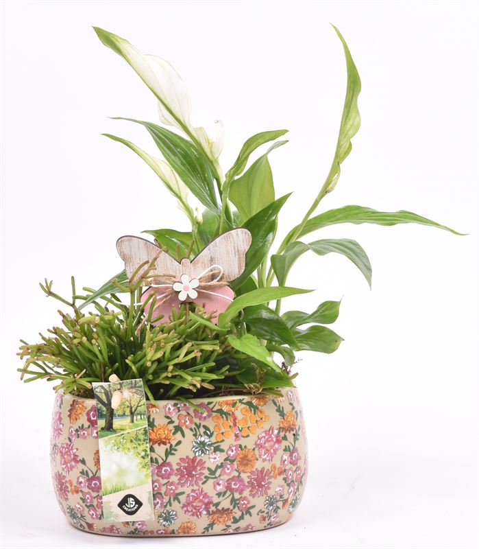 Indoor arrangement 16cm Pot