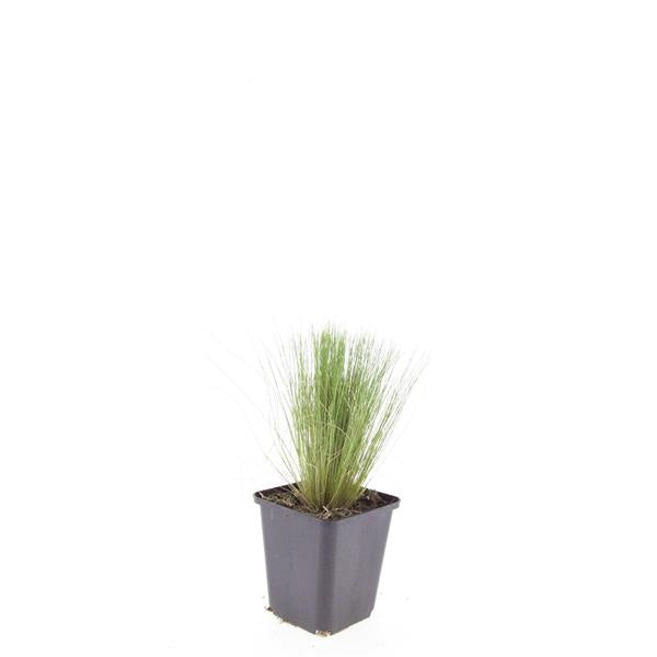 Stipa tenacissima 5cm 9cm Pot