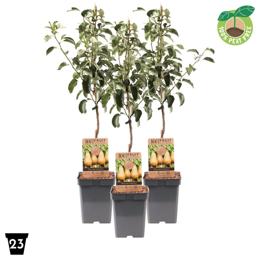 Pyrus com. Conference Halfstam 70cm 23cm Pot