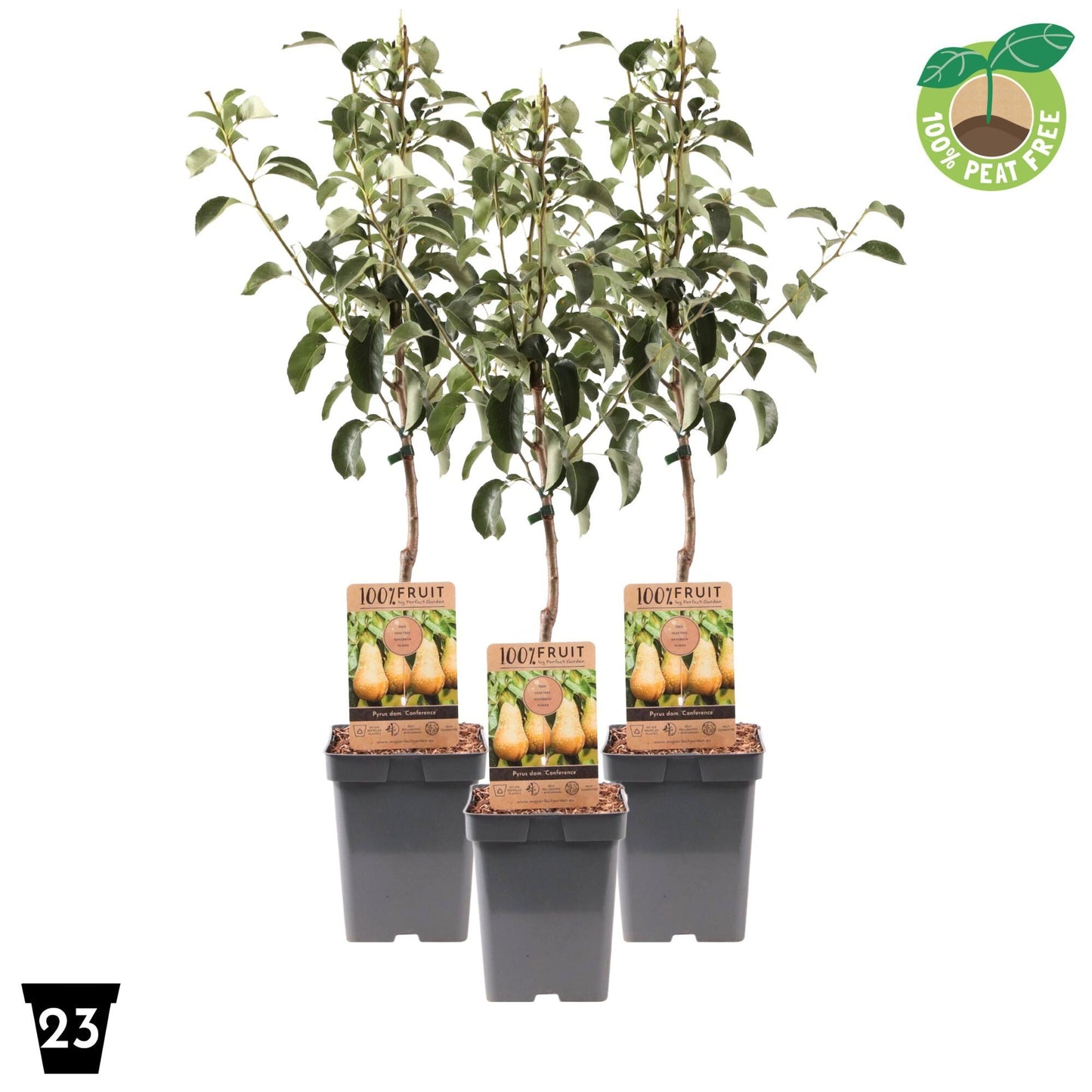 Streng Growers B.V. Pyrus com. Conference Halfstam Pack of 1