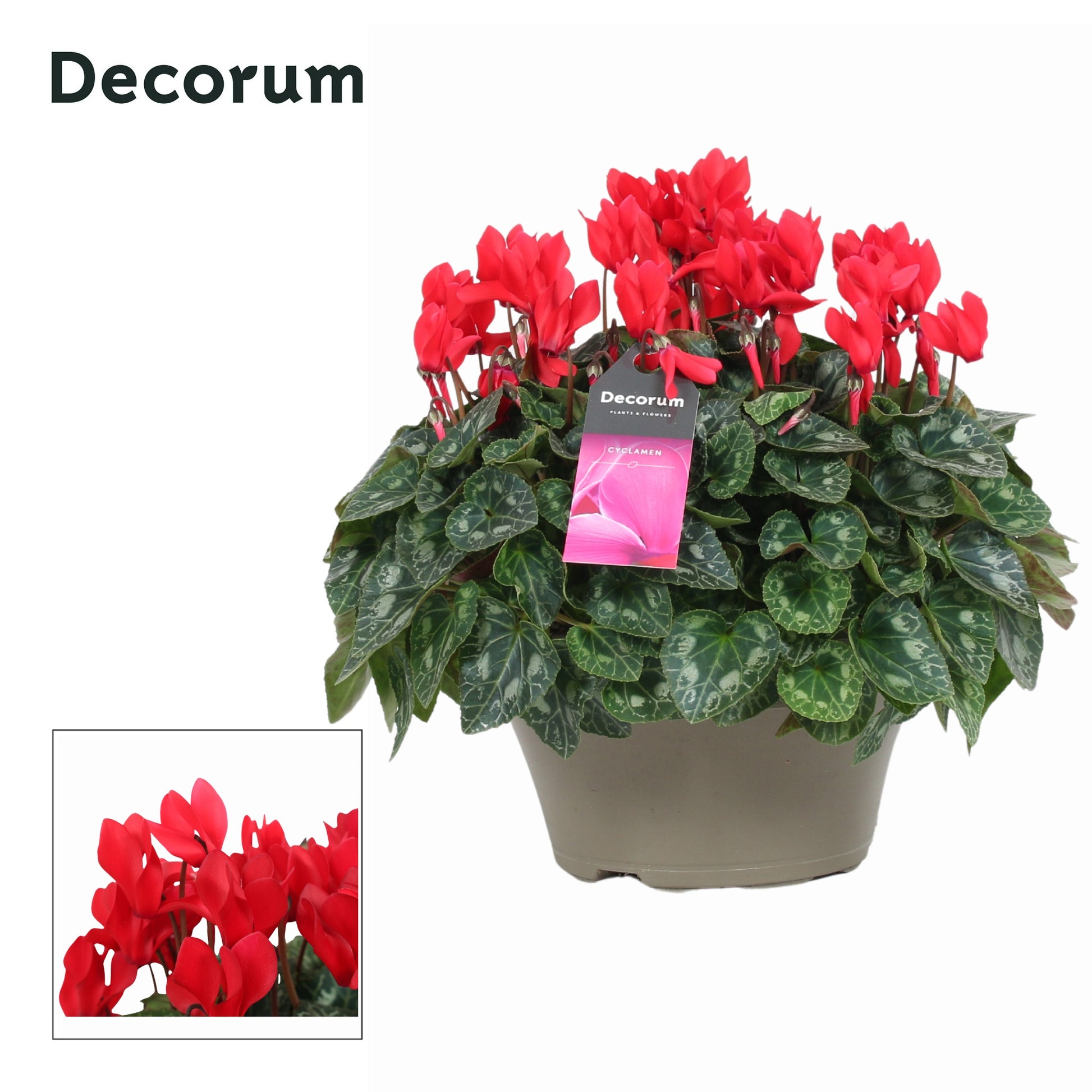 Cyclamen Lovely Moments 30cm 22cm Pot