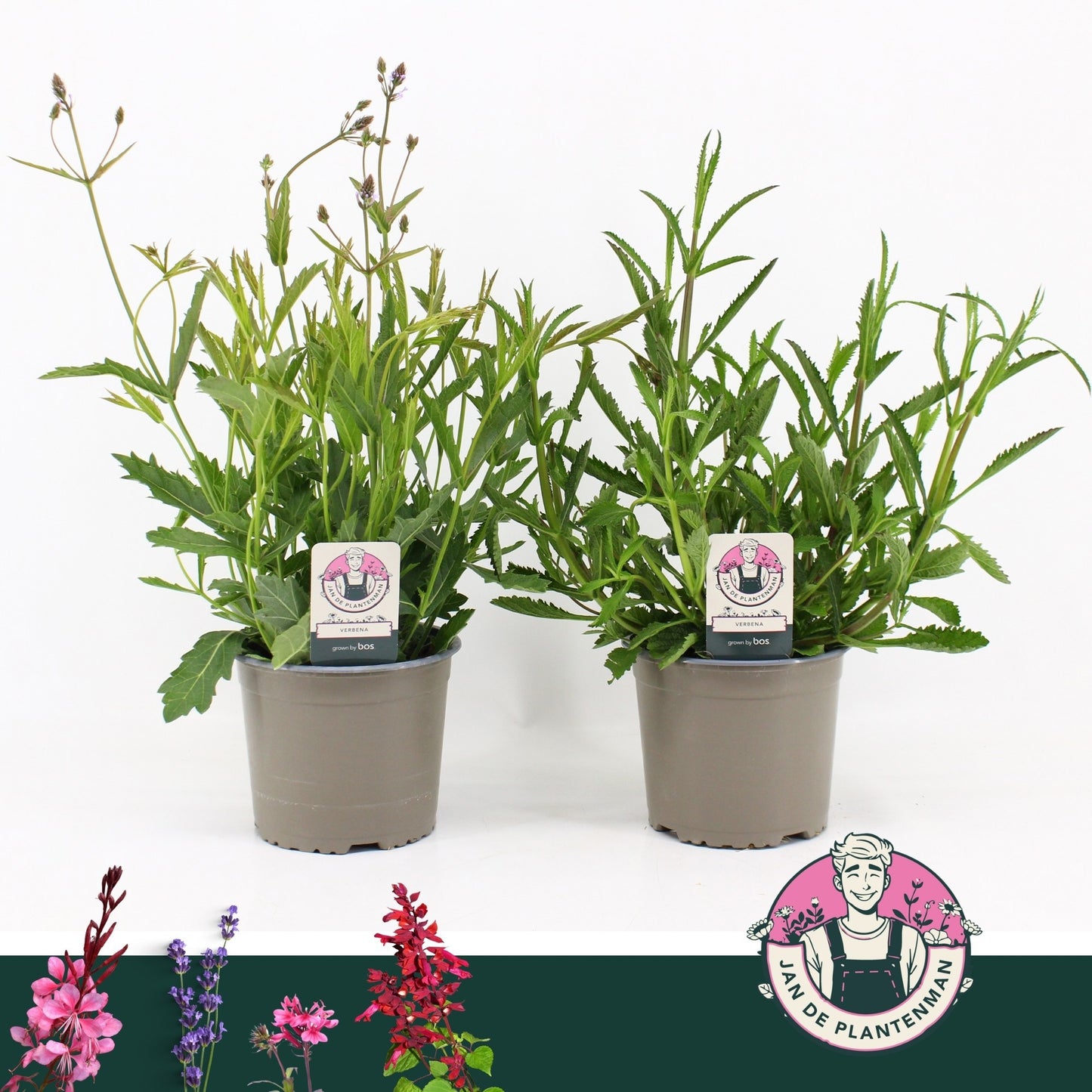 Verbena mix 45cm 17cm Pot
