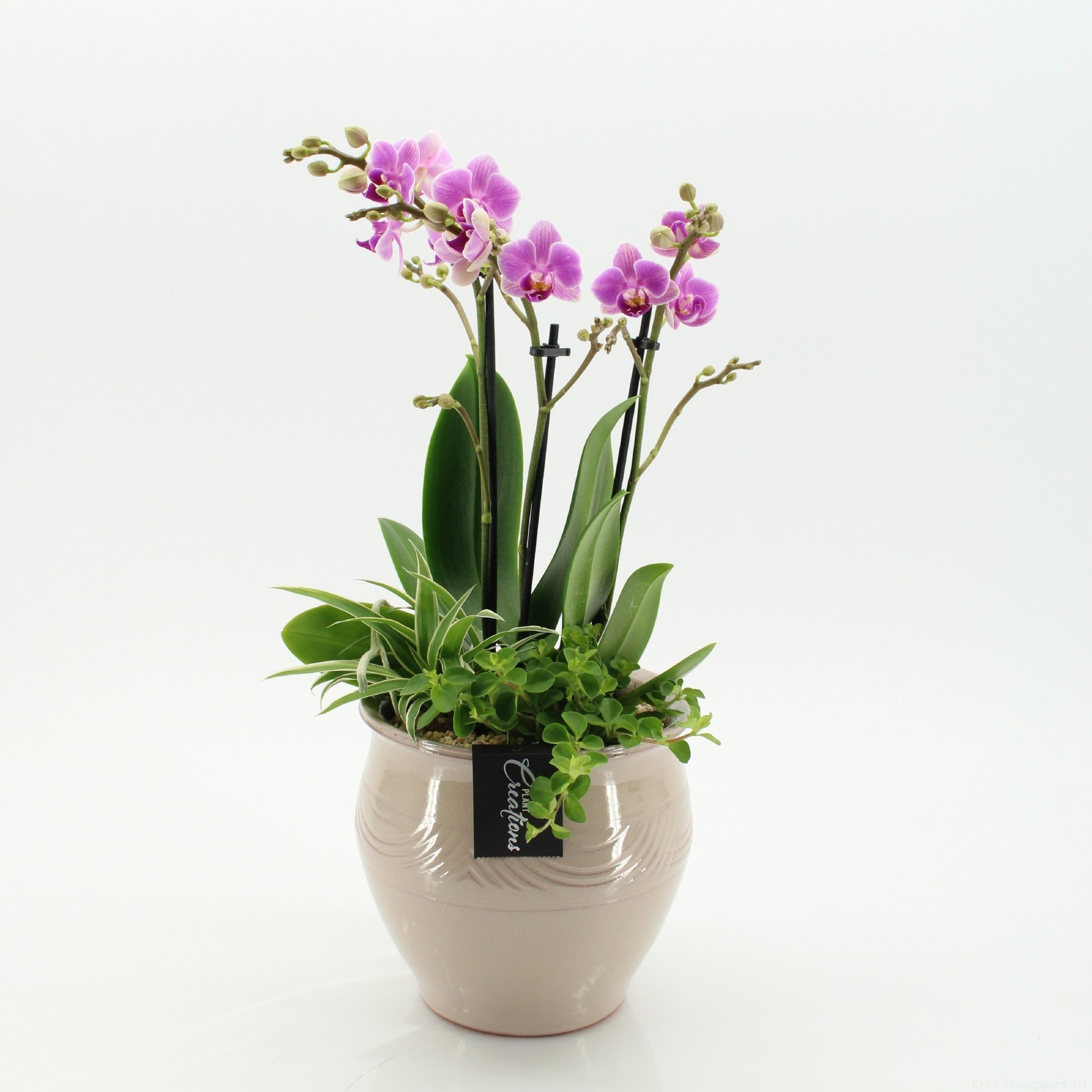PHAL-2636RZ Phalaenopsis creatie 45cm 16cm Pot