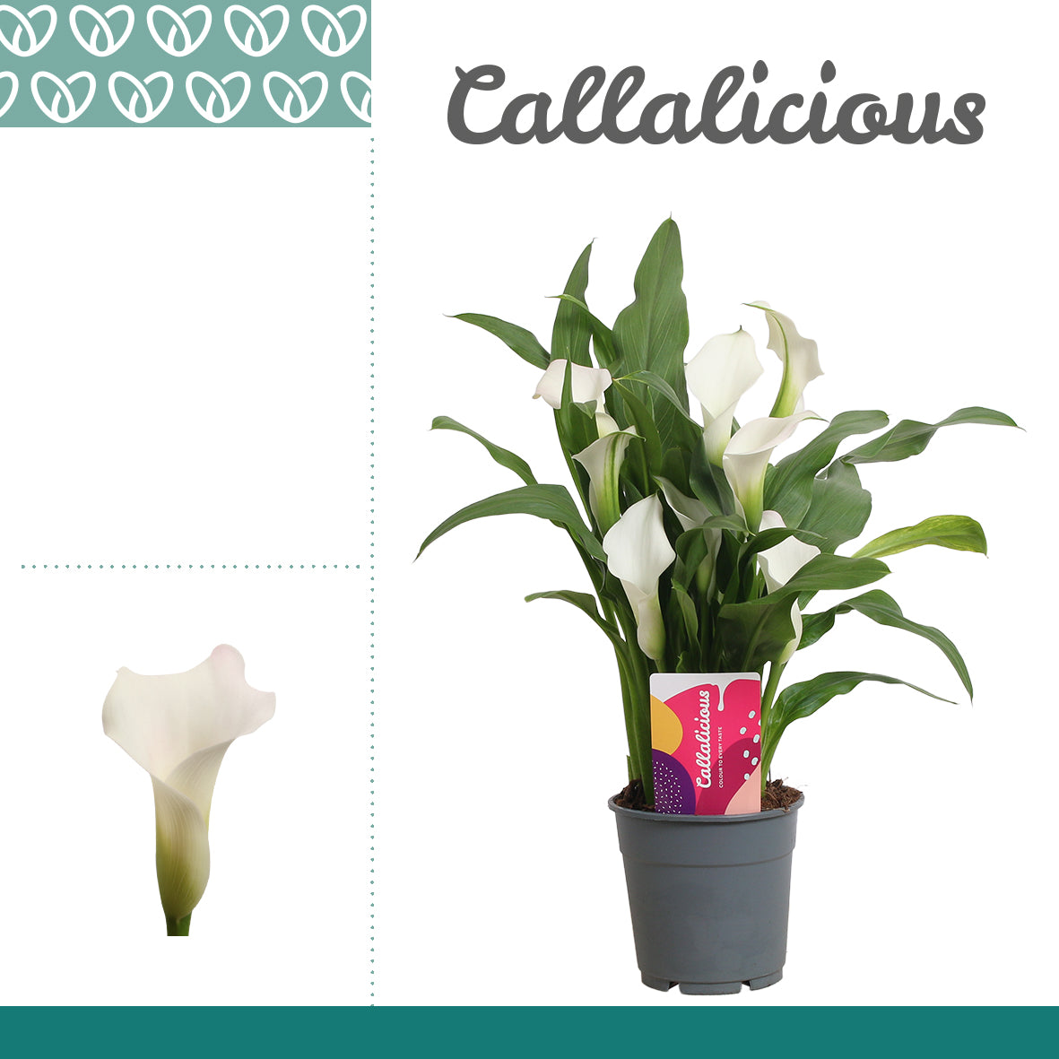 Zantedeschia white 35cm 12cm Pot