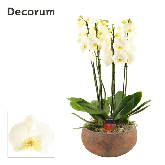 Phalaenopsis white 65cm 27cm Pot