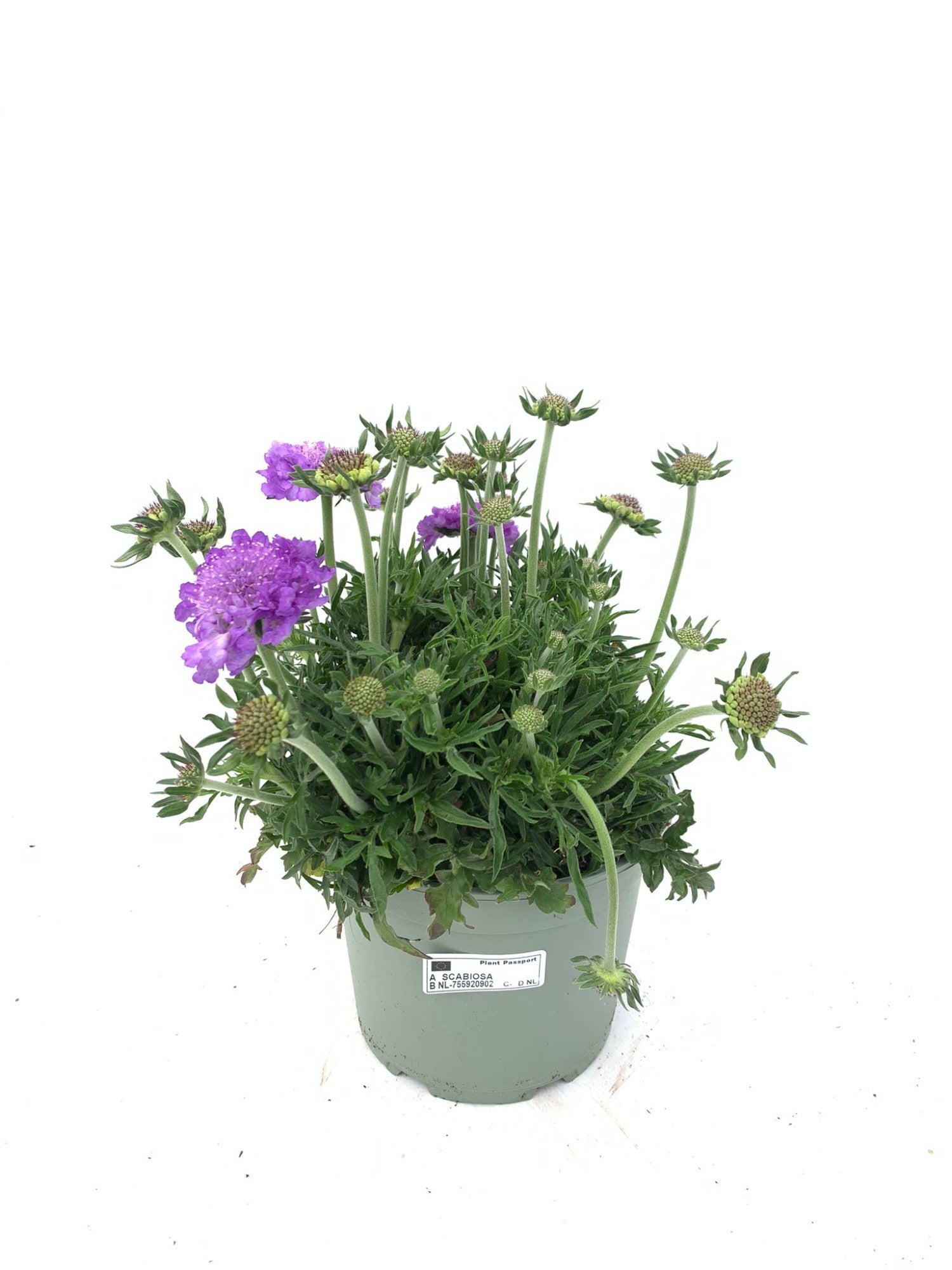 Scabiosa Butterfly Blue 45cm 19cm Pot