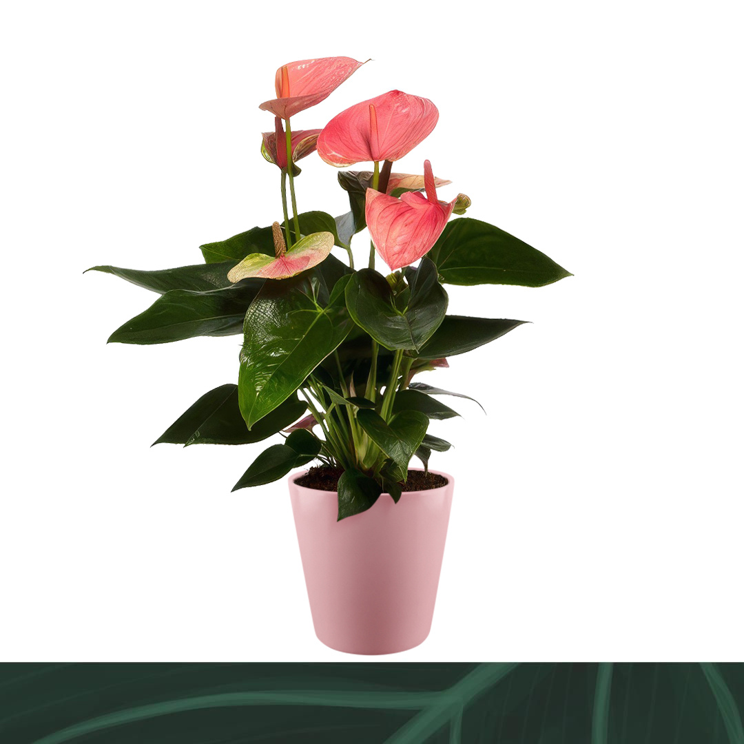 Amazoneplants BV Anthurium Sweet Dream Pack of 6