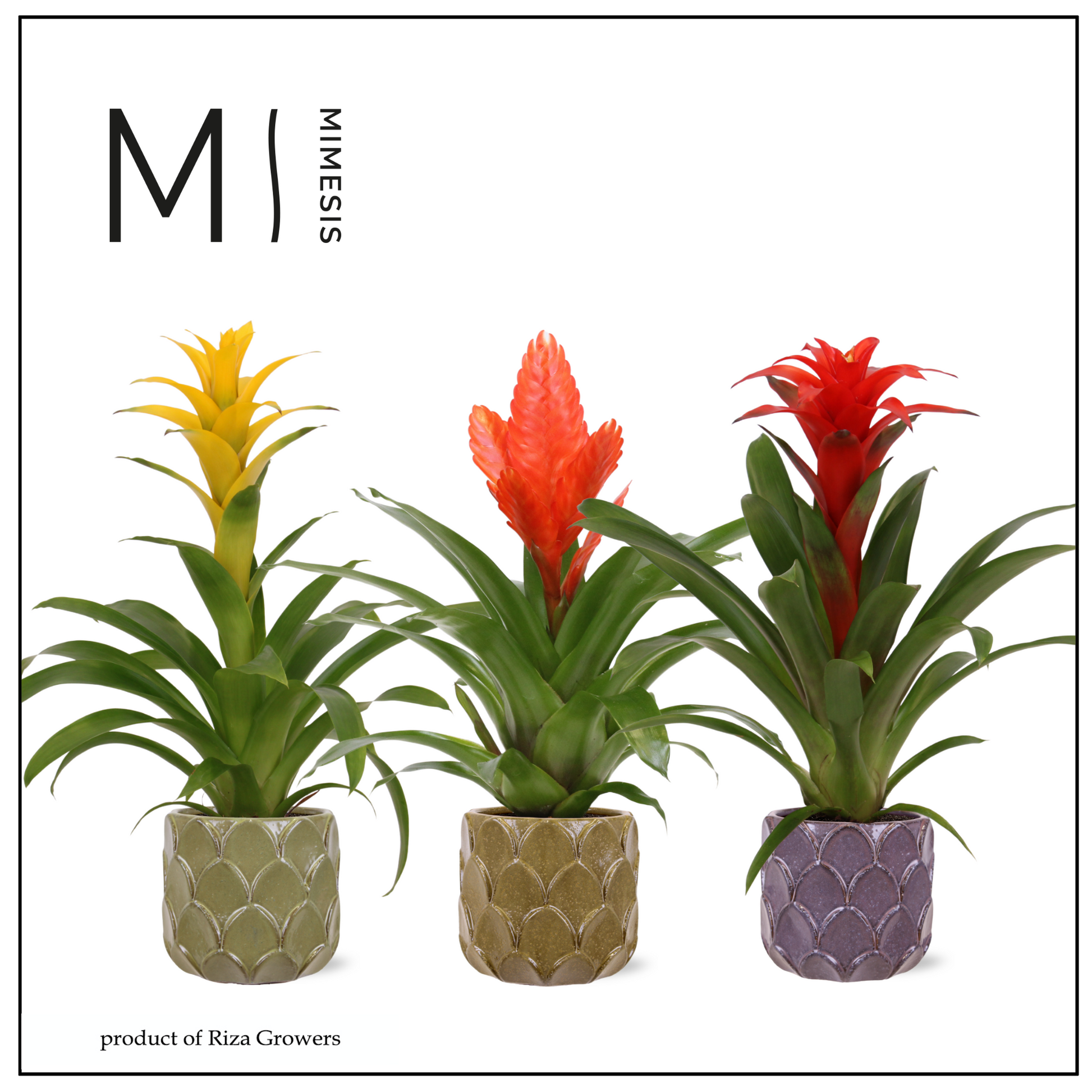 Riza Bromelia Specialist Bromelia mix Pack of 4