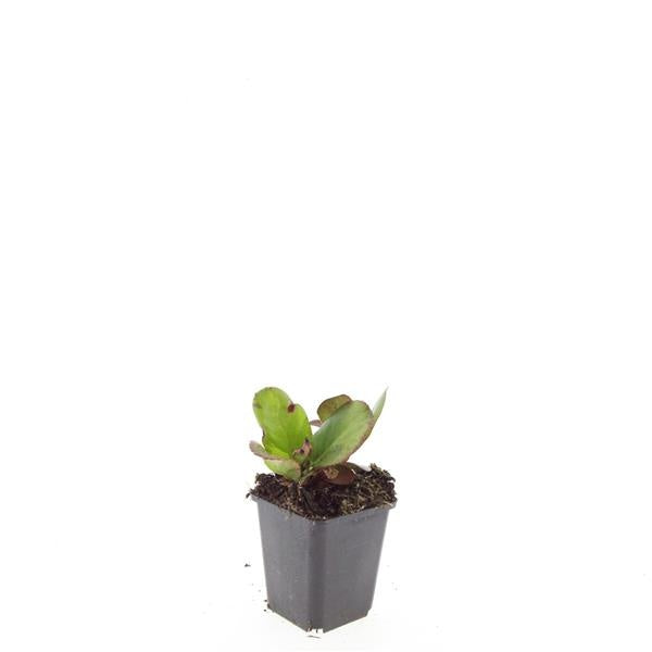 Bergenia cordifolia 10cm 9cm Pot