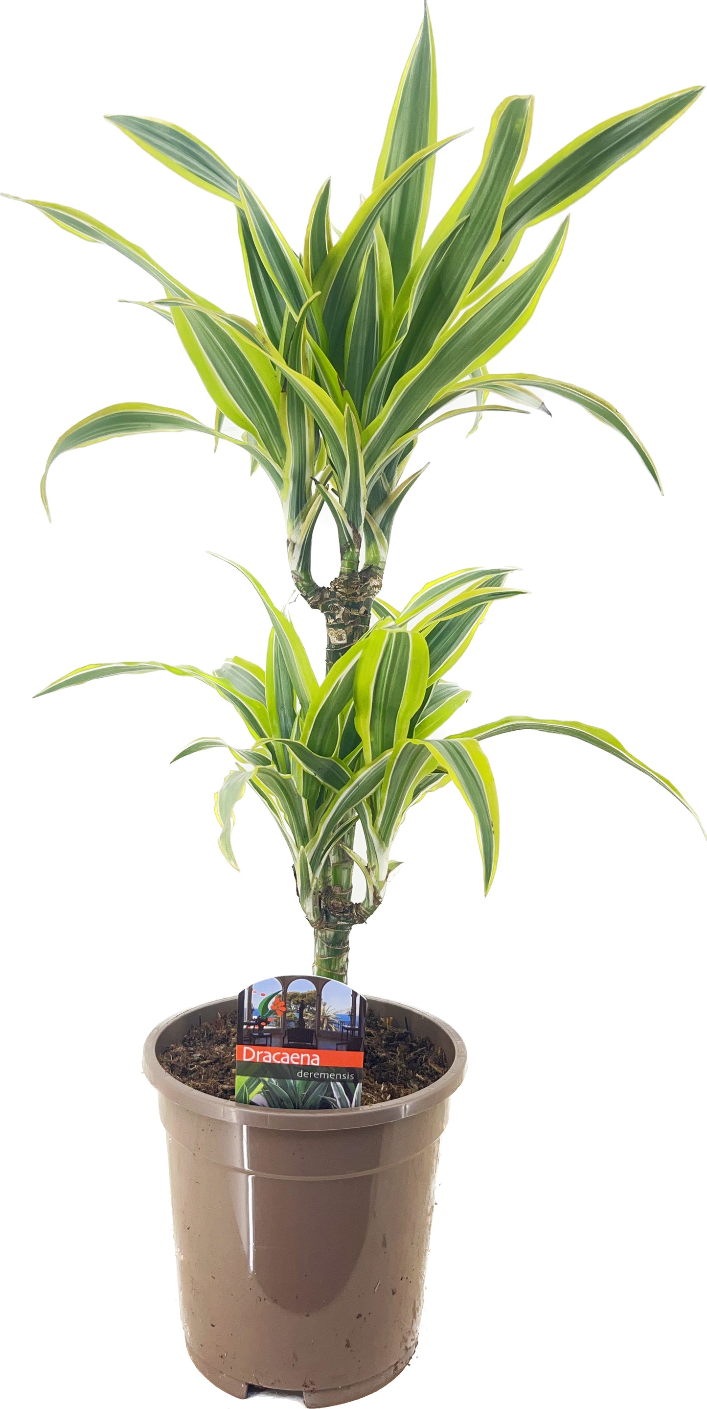 Dracaena fragrans Lemon Lime 30-10 60cm 17cm Pot