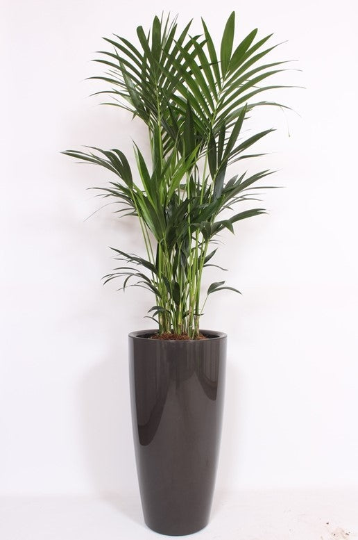 Howea forsteriana 200cm 40cm Pot
