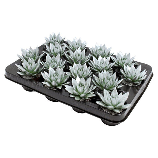 Echeveria colored silver 8cm 6cm Pot