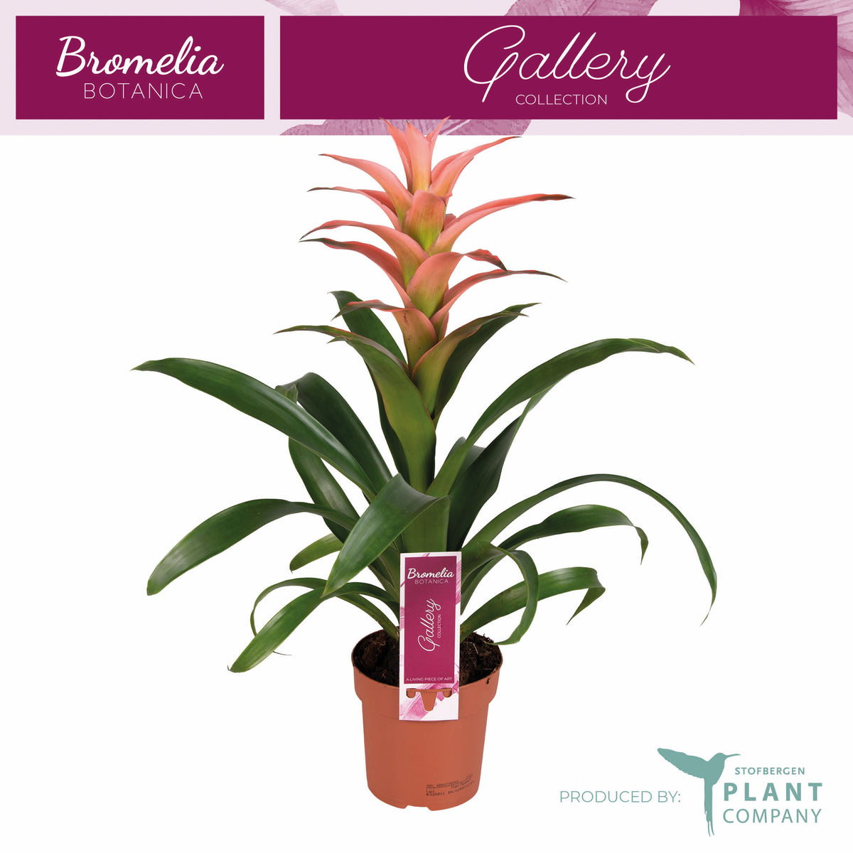 Guzmania Melissa 45cm 12cm Pot