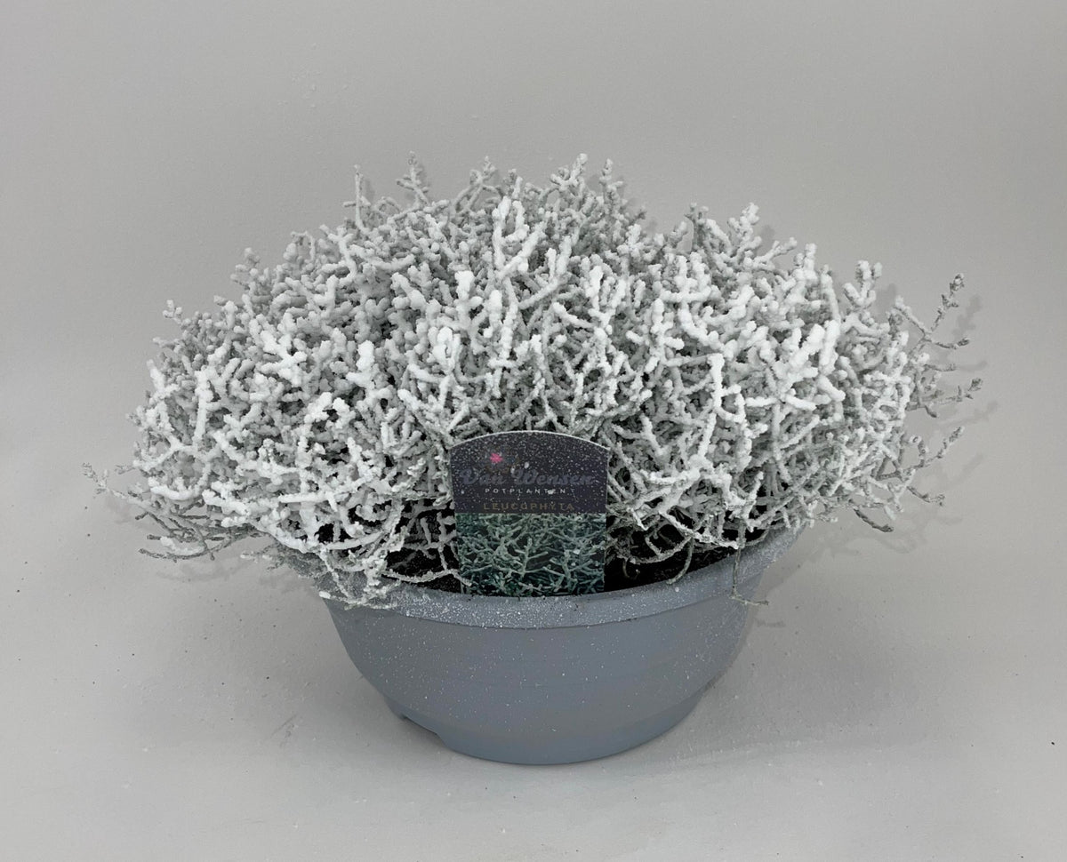 Leucophyta brownii 18cm 21cm Pot