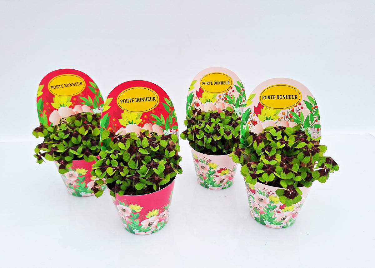Oxalis deppei 17cm 9cm Pot