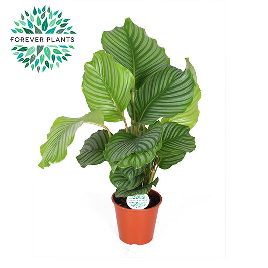 Calathea Orbifolia 50cm 17cm Pot