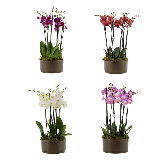 Phalaenopsis mix 60cm 27cm Pot
