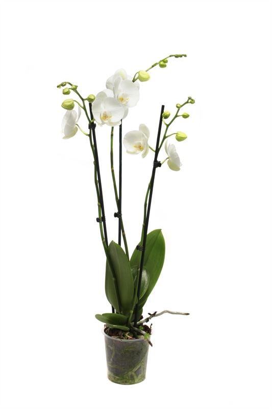 Phalaenopsis white 90cm 15cm Pot