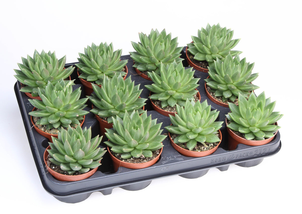 Echeveria Hybrid 10cm 8.5cm Pot