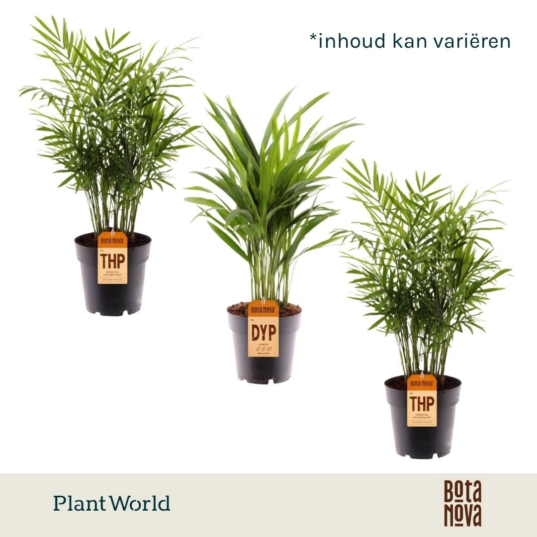 Palms mix 60cm 17cm Pot