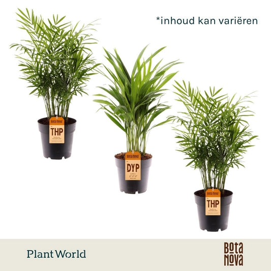 Dypsis lutescens 60cm 17cm Pot