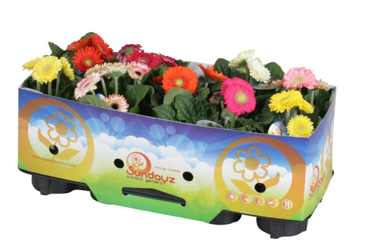 Gerbera Sundayz mix 25cm 12cm Pot